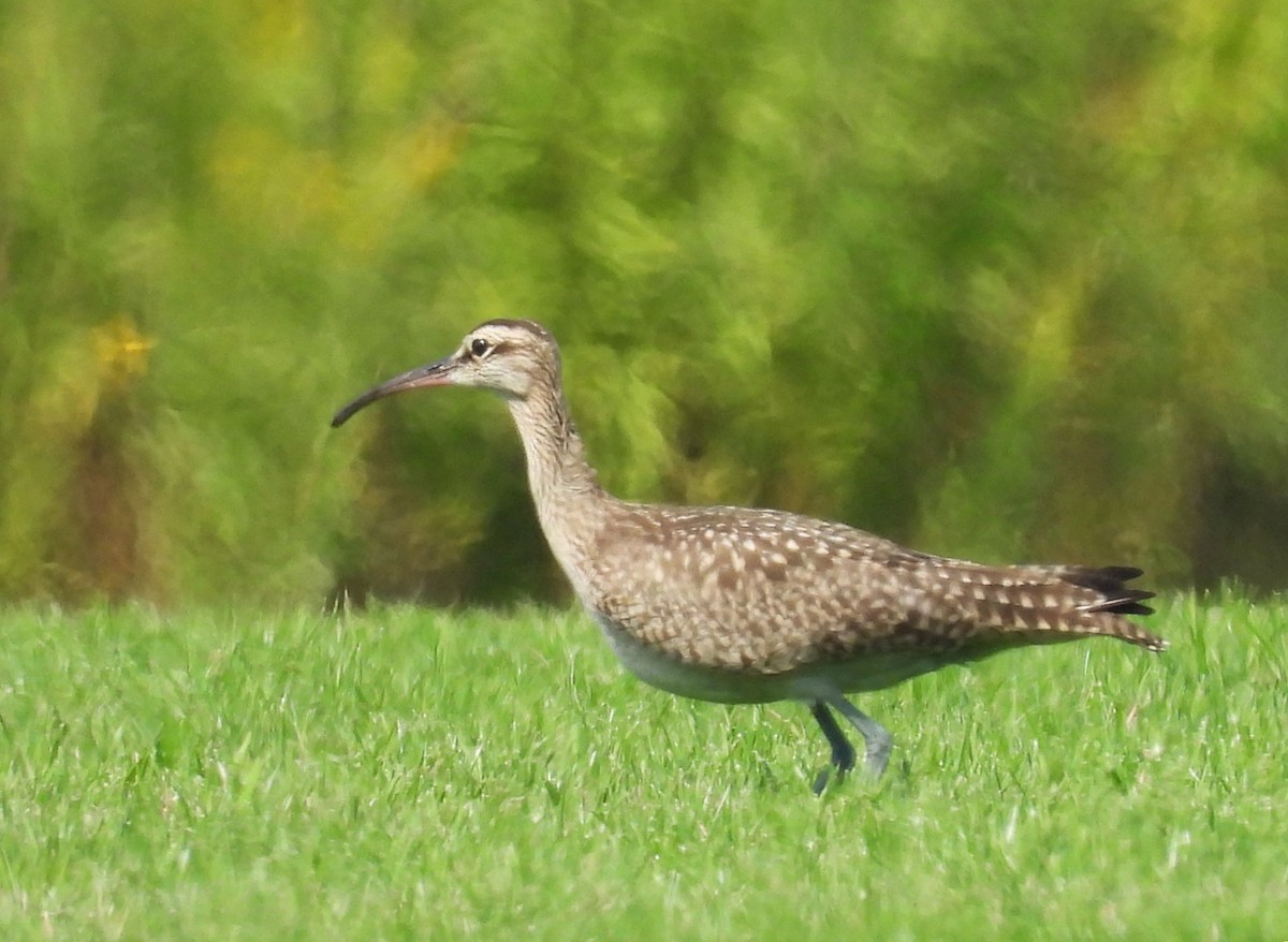 Hudsonian Whimbrel - ML641662930