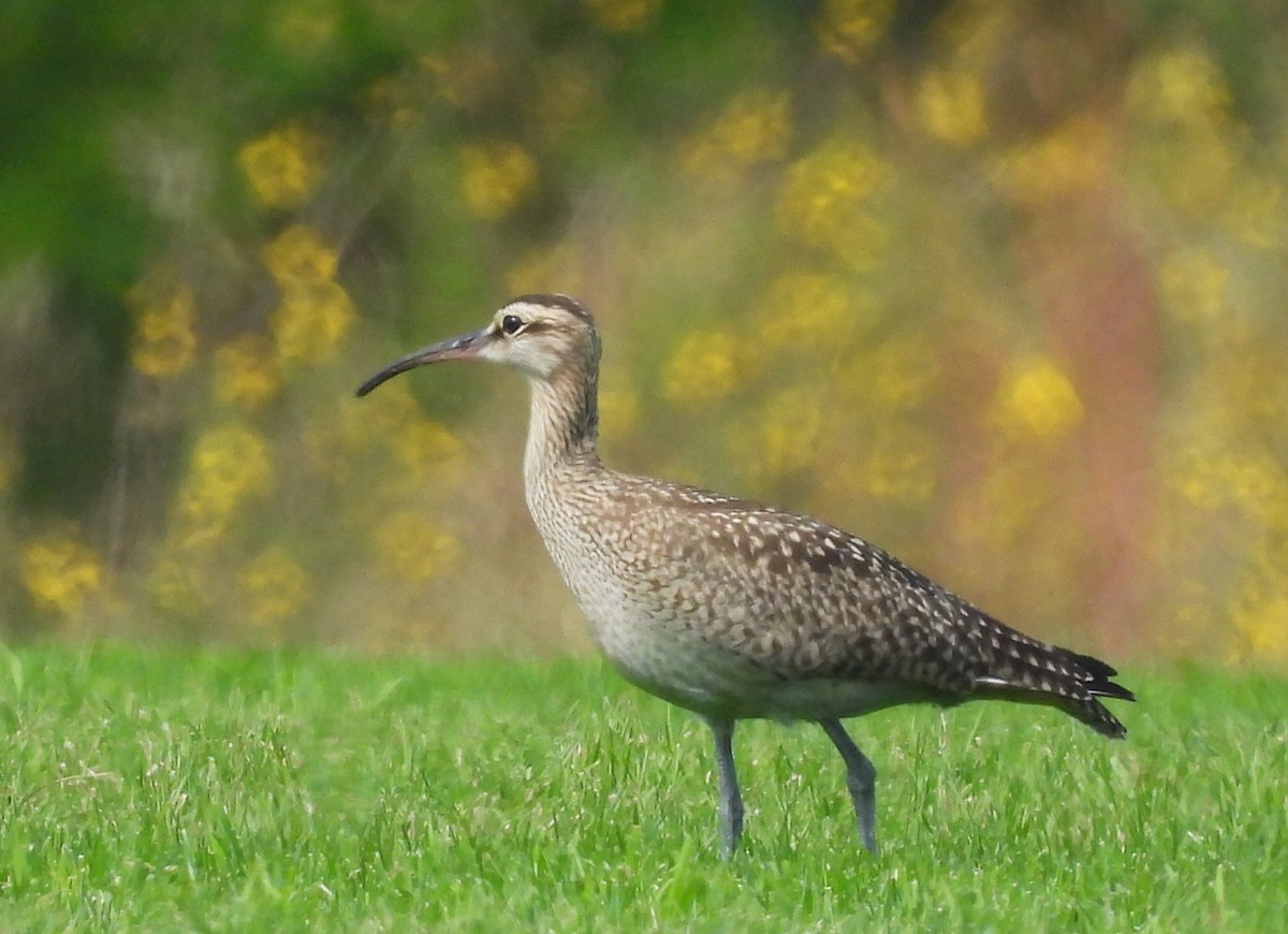 Hudsonian Whimbrel - ML641662932