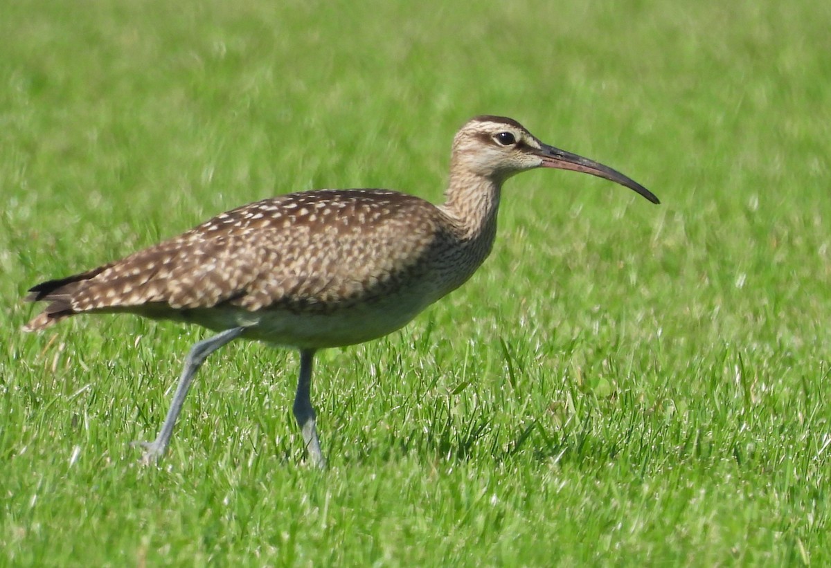 Hudsonian Whimbrel - ML641662933