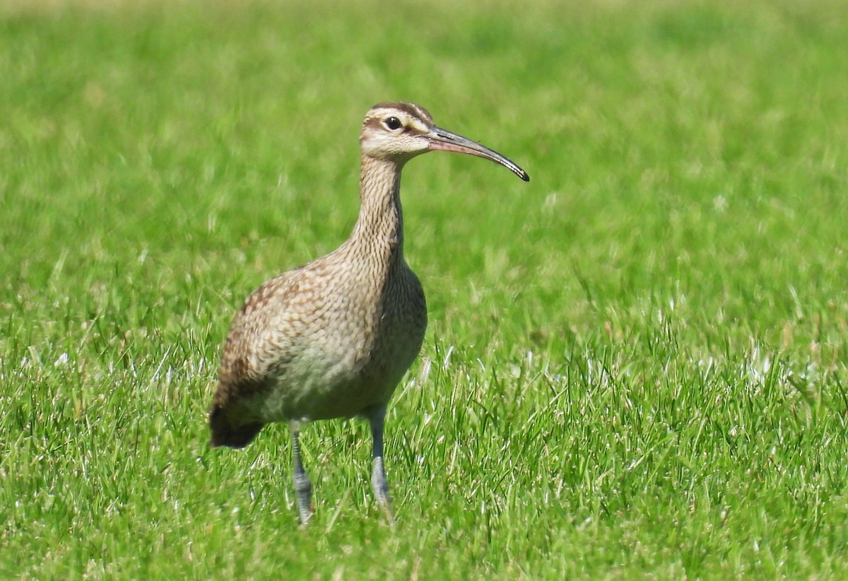 Hudsonian Whimbrel - ML641662934