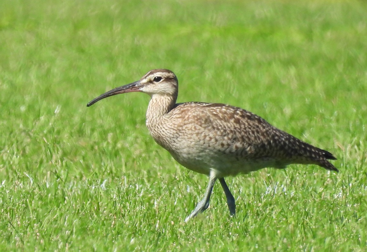 Hudsonian Whimbrel - ML641662935