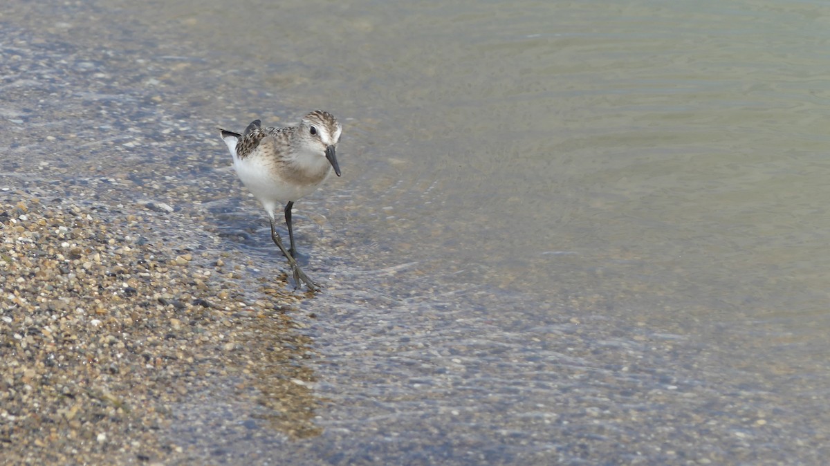 Semipalmated Sandpiper - ML641662938