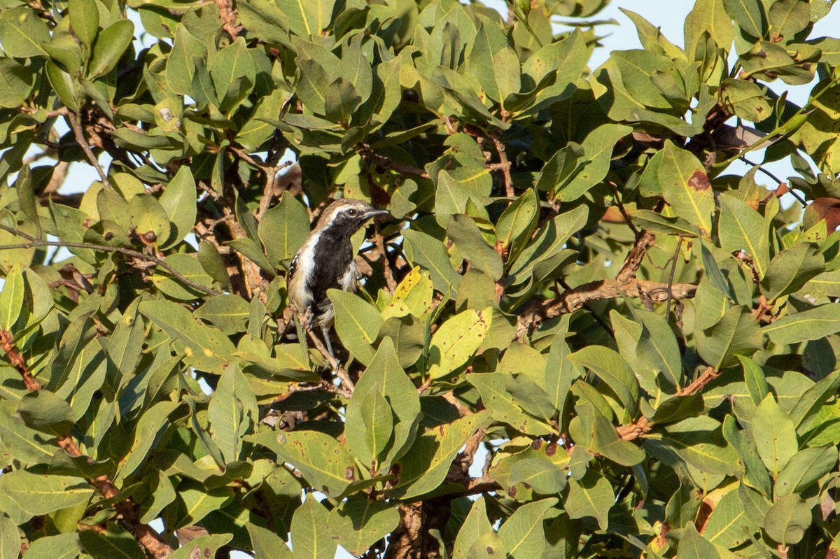 Rusty-backed Antwren - ML641662941