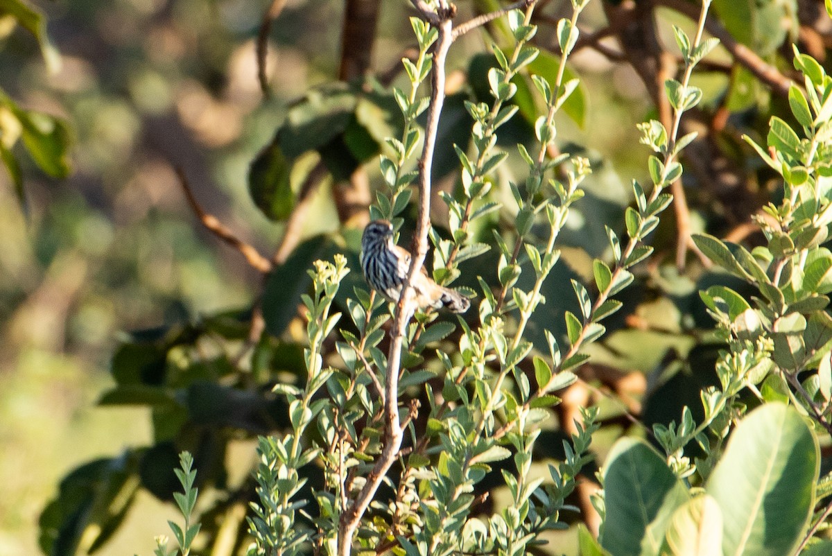 Rusty-backed Antwren - ML641662942