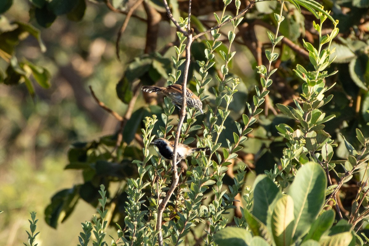 Rusty-backed Antwren - ML641662943