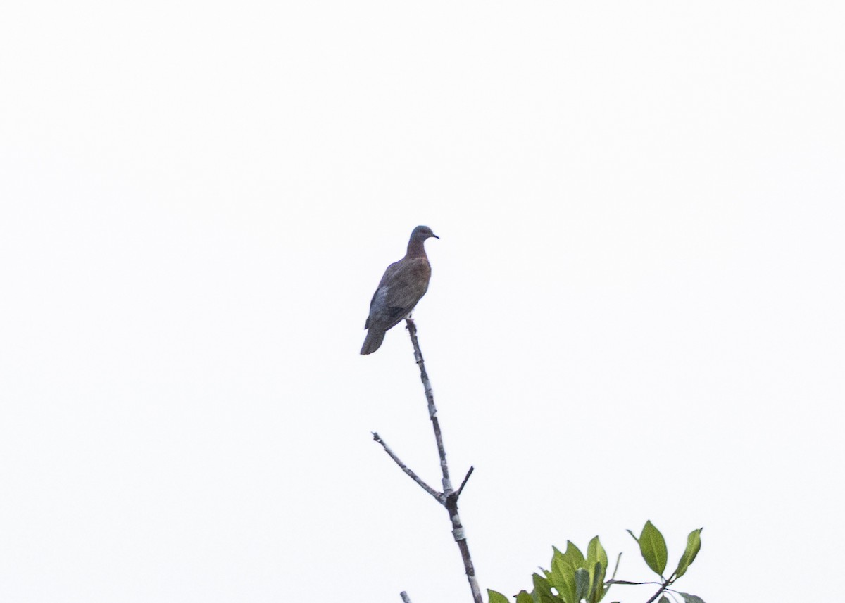 Pale-vented Pigeon - ML641662946