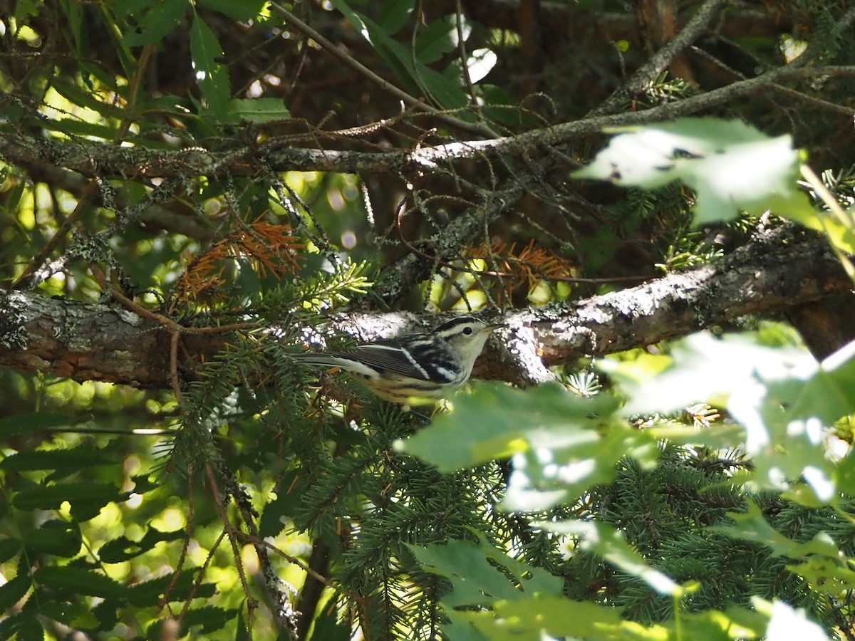 Black-and-white Warbler - ML641663000