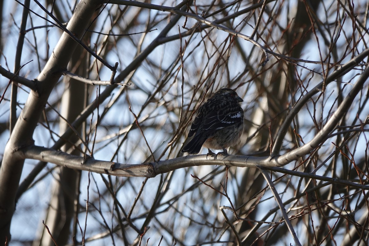 Rufous-tailed Plantcutter - ML641663013