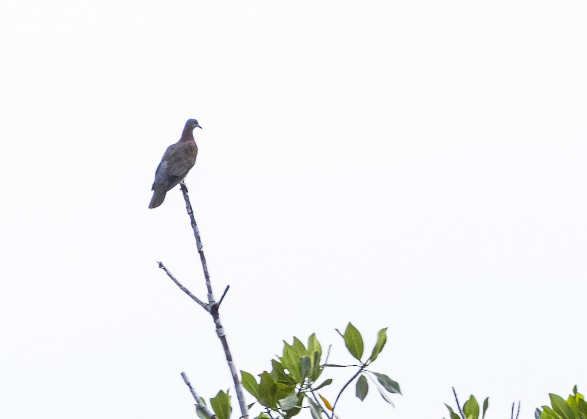 Pale-vented Pigeon - ML641663018
