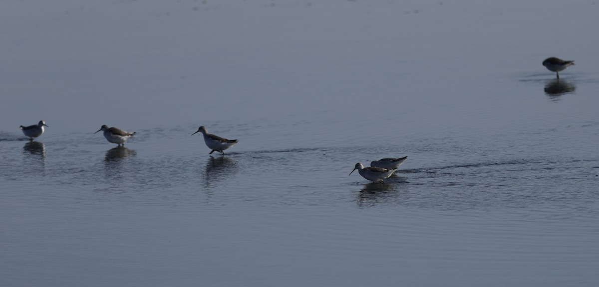 Phalarope de Wilson - ML641663026