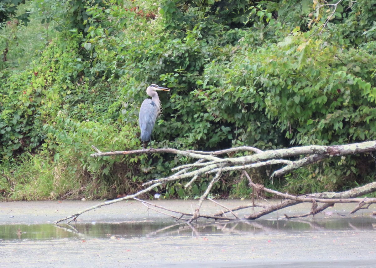 Great Blue Heron (Great Blue) - ML641663029