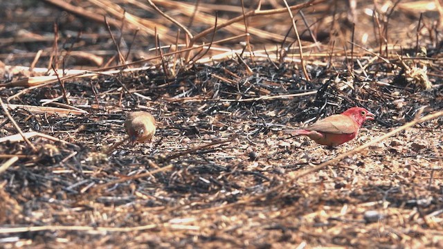 Red-billed Firefinch - ML641663038