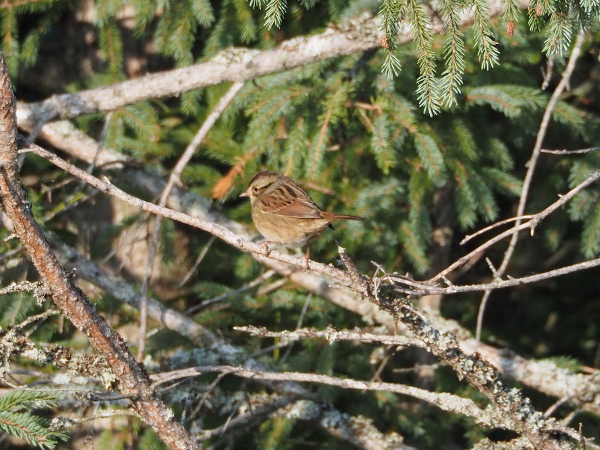 Swamp Sparrow - ML641663057
