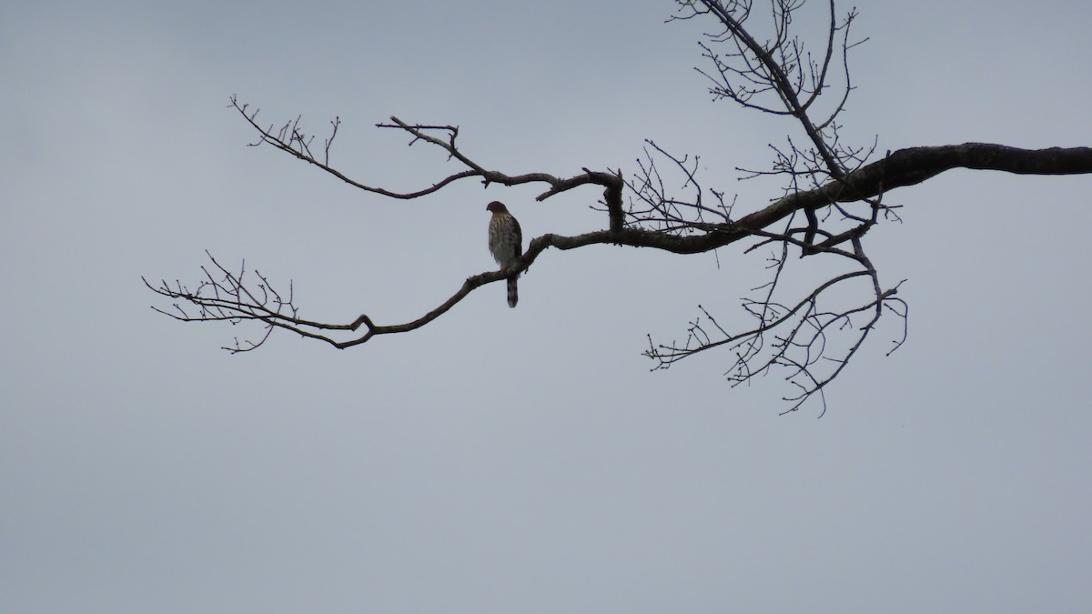Cooper's Hawk - ML641663058