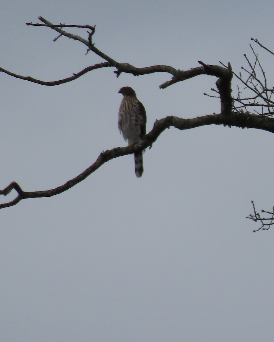 Cooper's Hawk - ML641663059