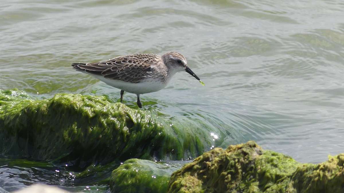 Semipalmated Sandpiper - ML641663071