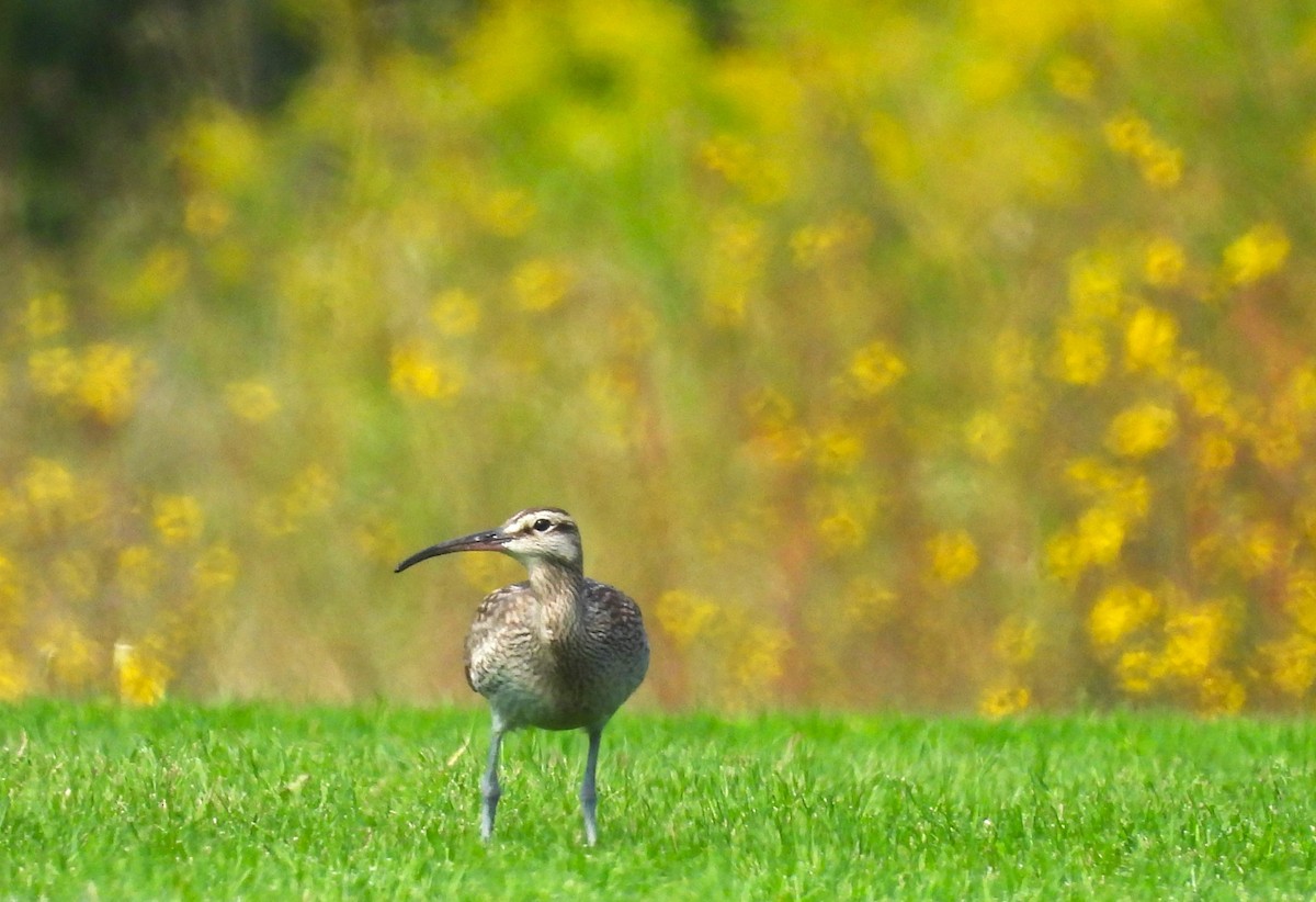 Hudsonian Whimbrel - ML641663087