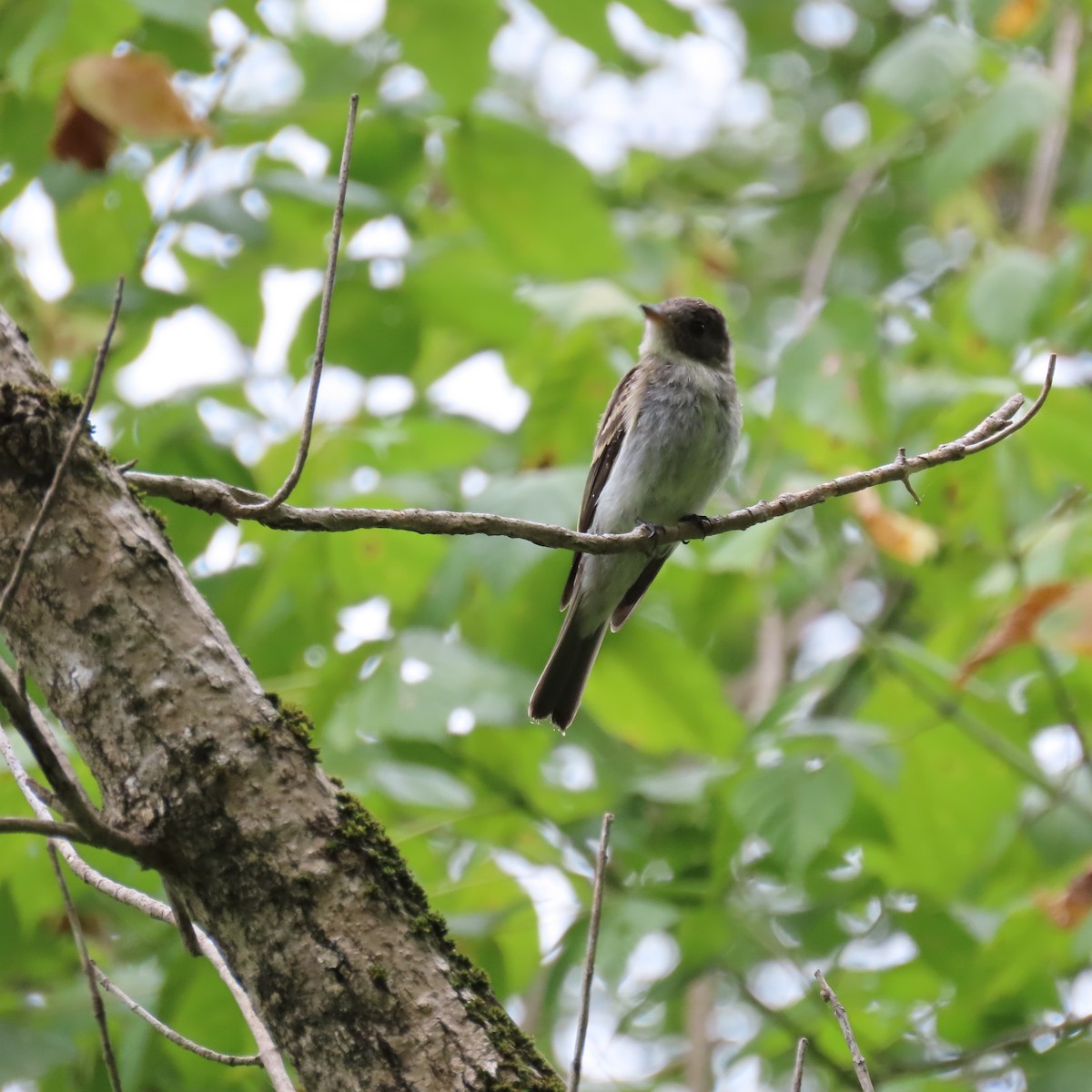 Eastern Wood-Pewee - ML641663091