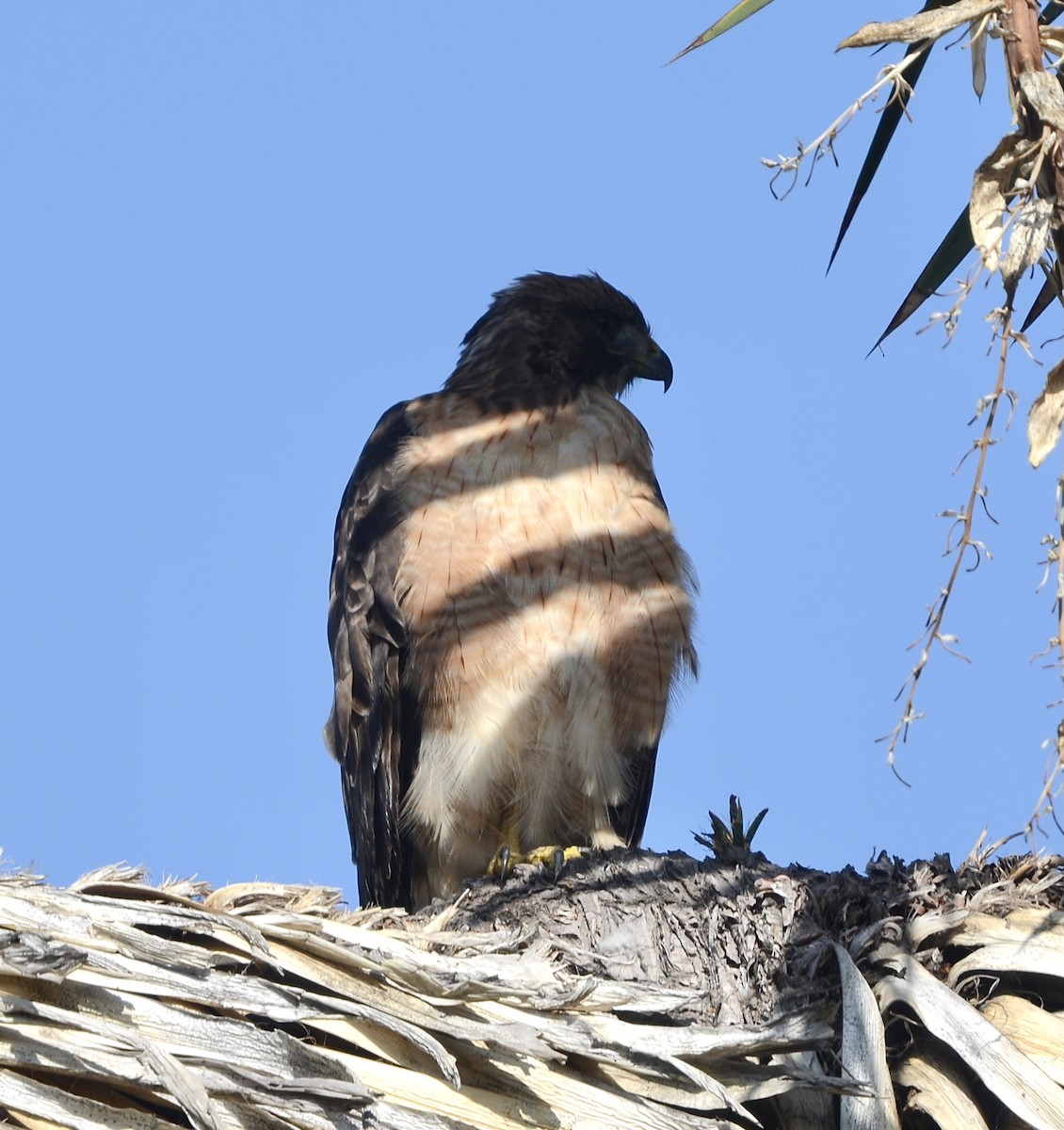 Red-tailed Hawk - ML641663108