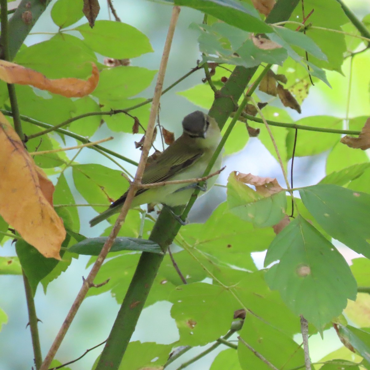 Red-eyed Vireo - ML641663139