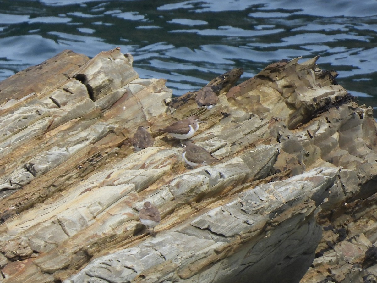 Common Sandpiper - ML641663140