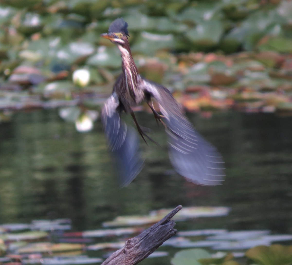 Garcilla Verde - ML641663147
