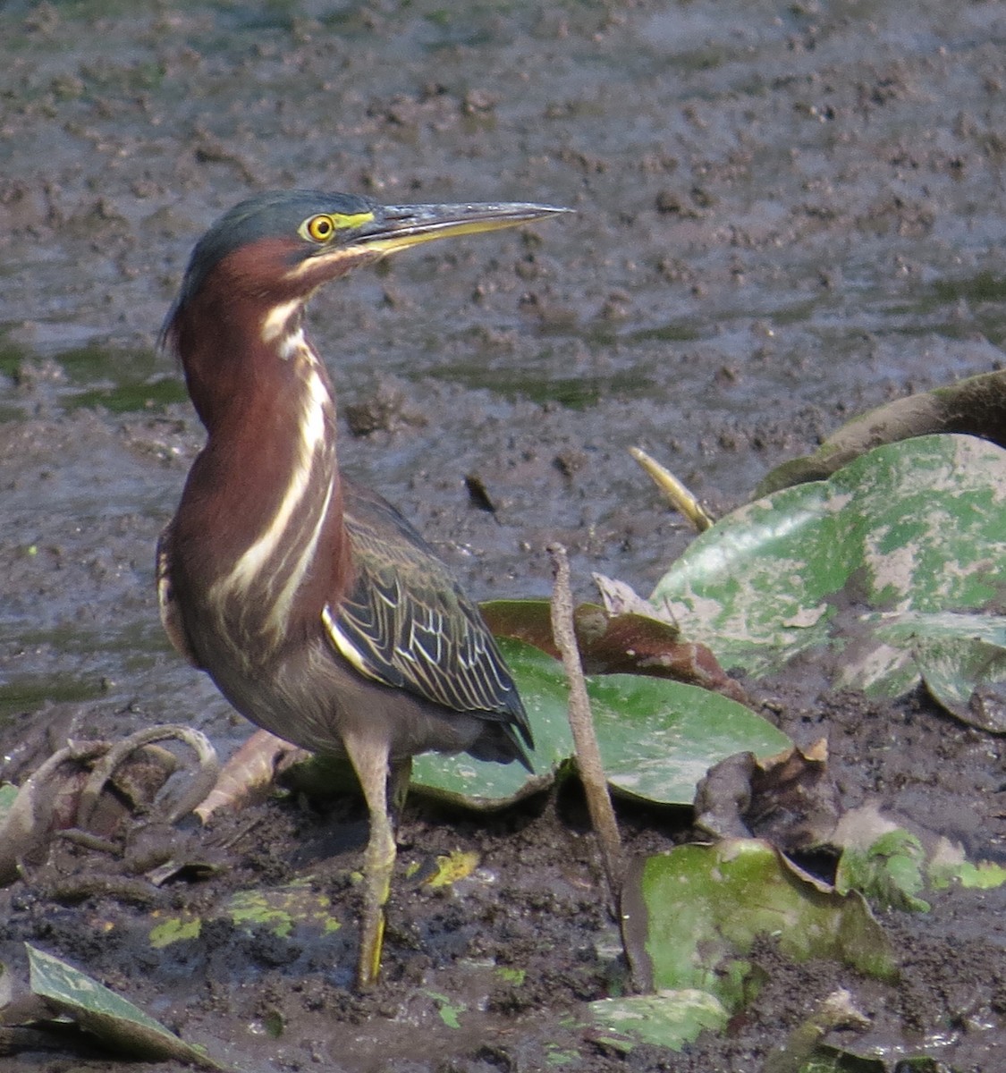 Garcilla Verde - ML641663148
