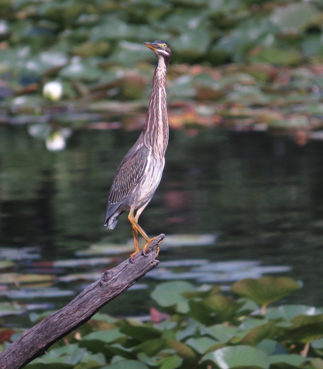 Garcilla Verde - ML641663149