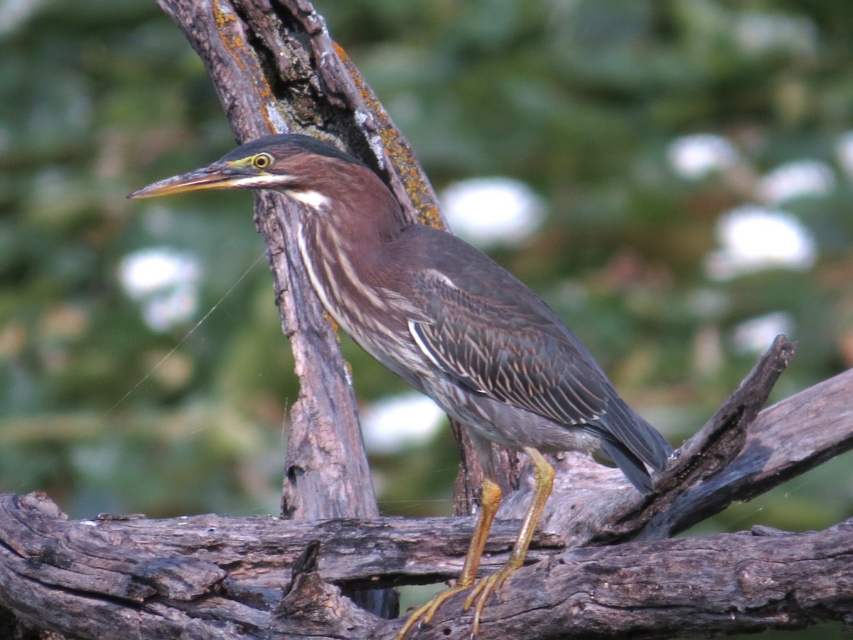 Garcilla Verde - ML641663150