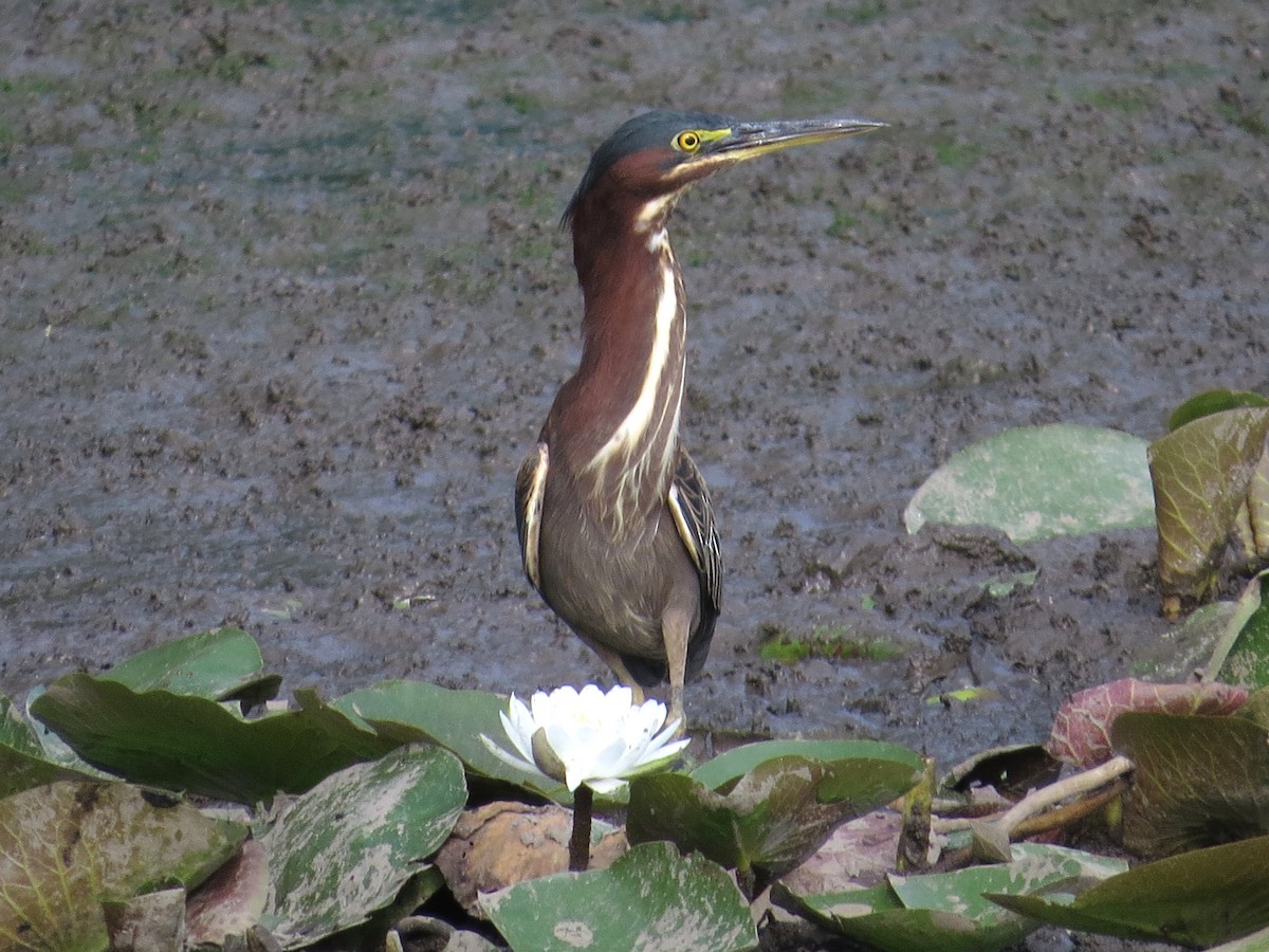 Garcilla Verde - ML641663151