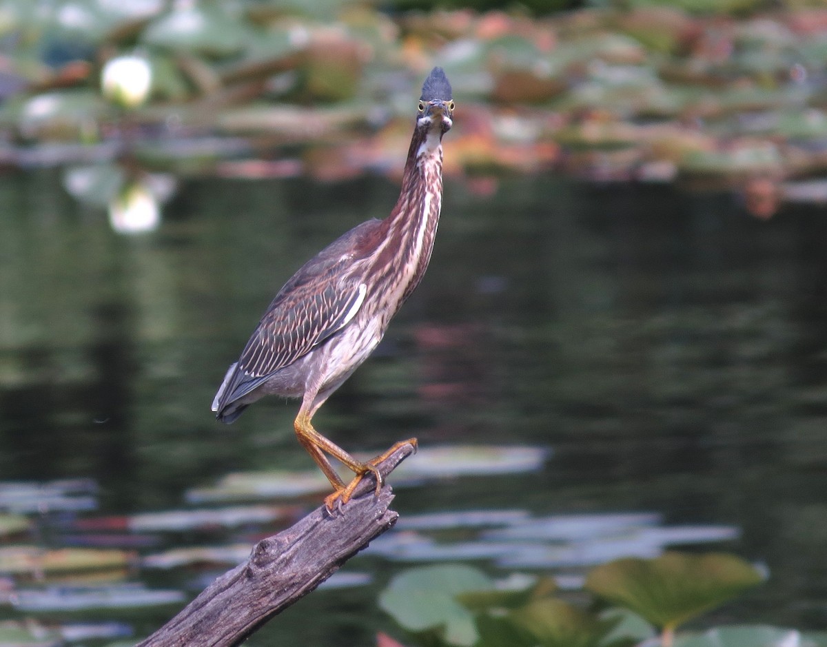 Garcilla Verde - ML641663152
