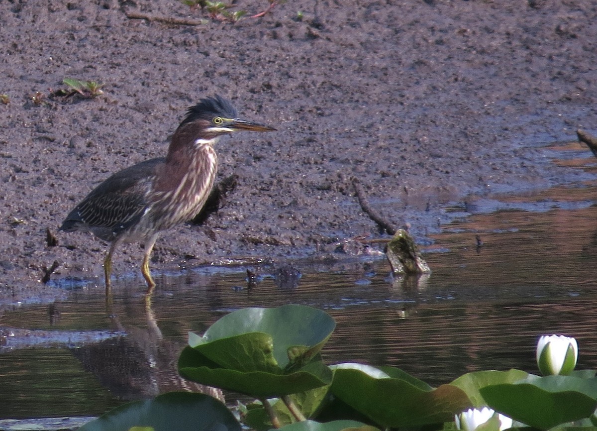 Garcilla Verde - ML641663153