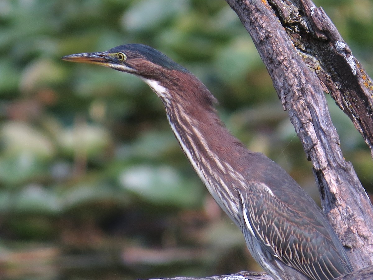 Garcilla Verde - ML641663154