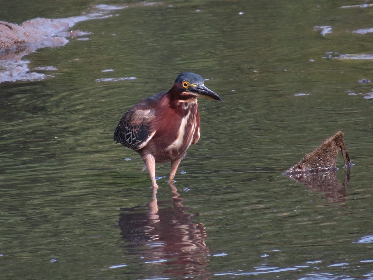 Garcilla Verde - ML641663156