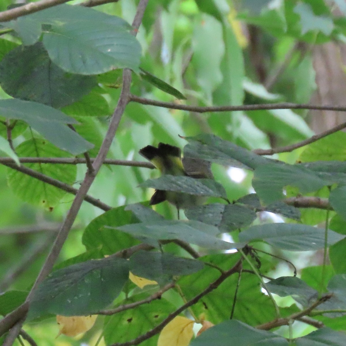 American Redstart - ML641663161