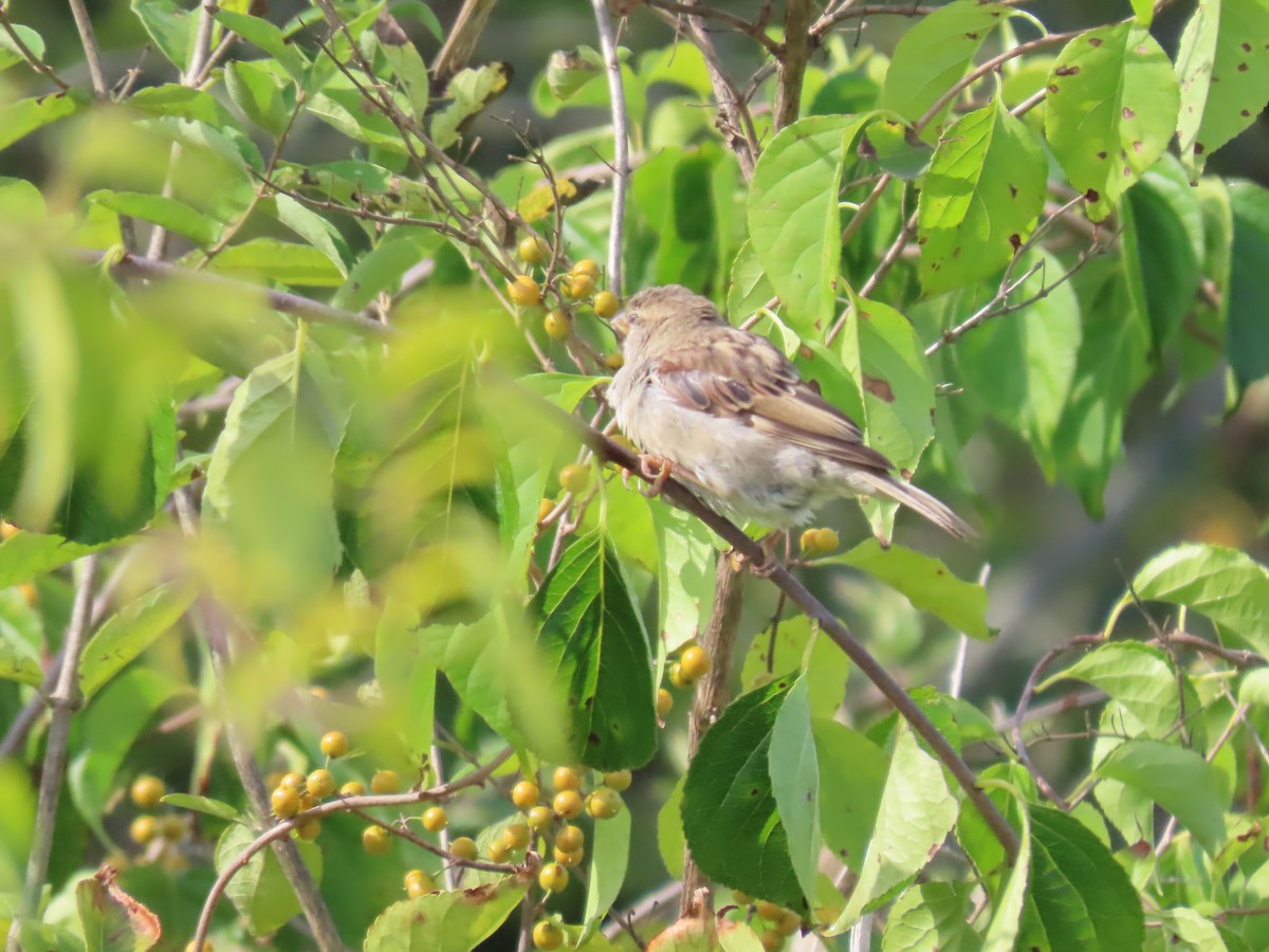 Haussperling - ML641663173