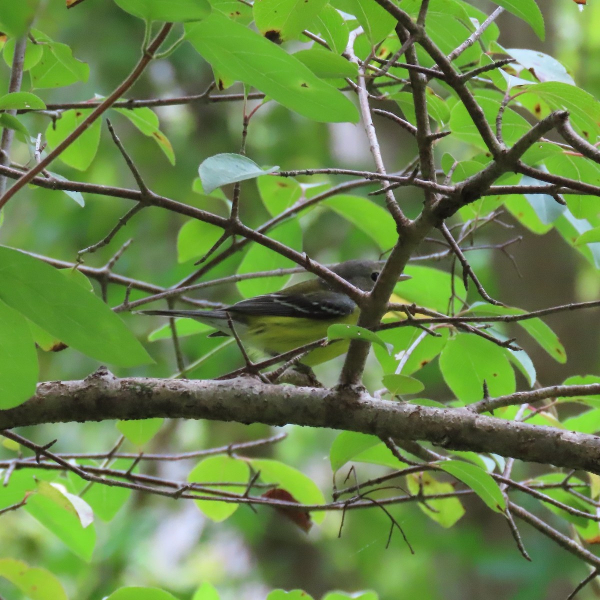 Magnolia Warbler - ML641663174