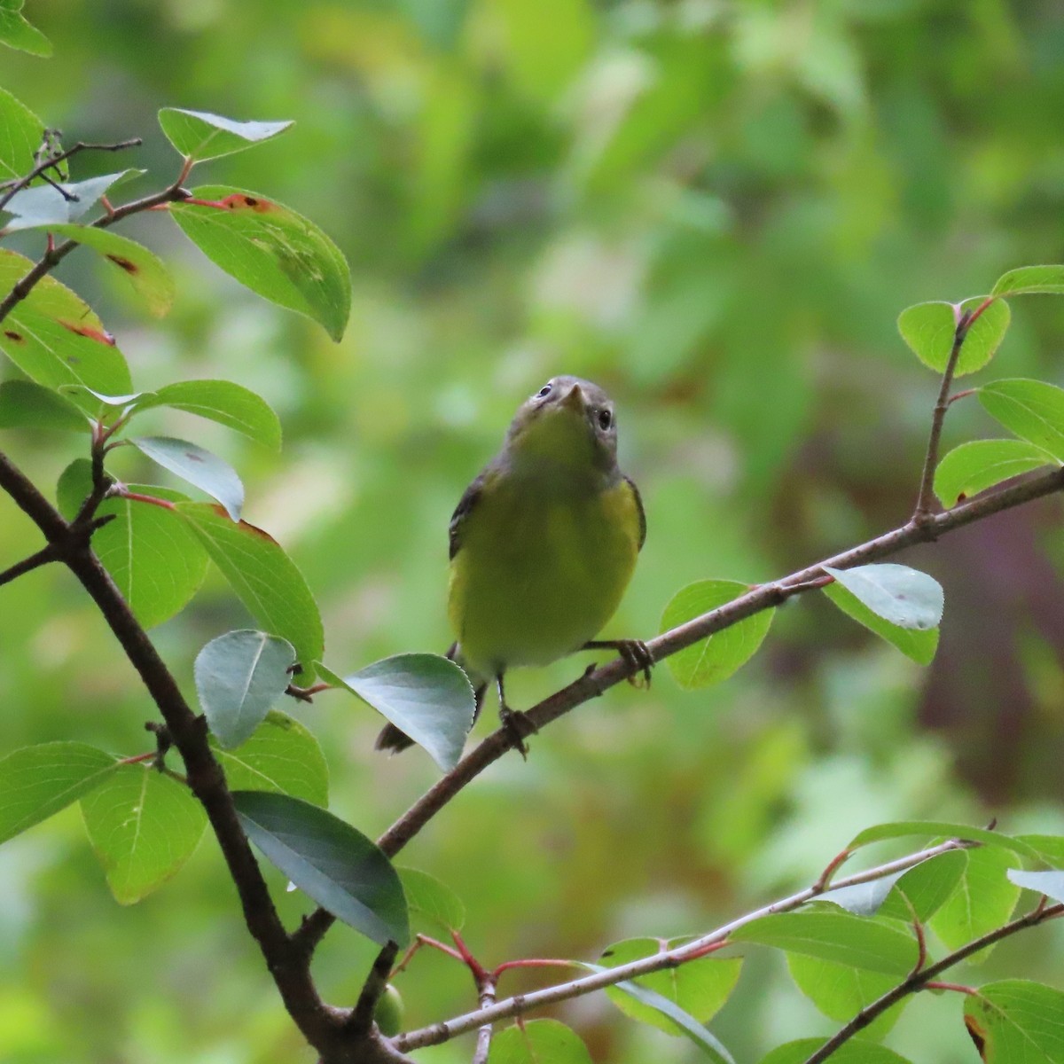 Magnolia Warbler - ML641663189