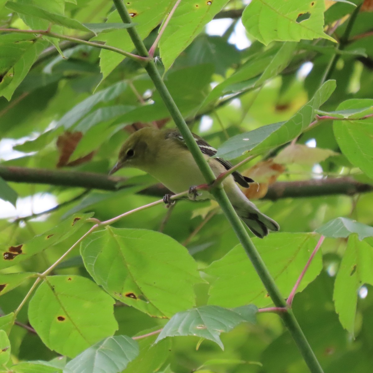Bay-breasted Warbler - ML641663190