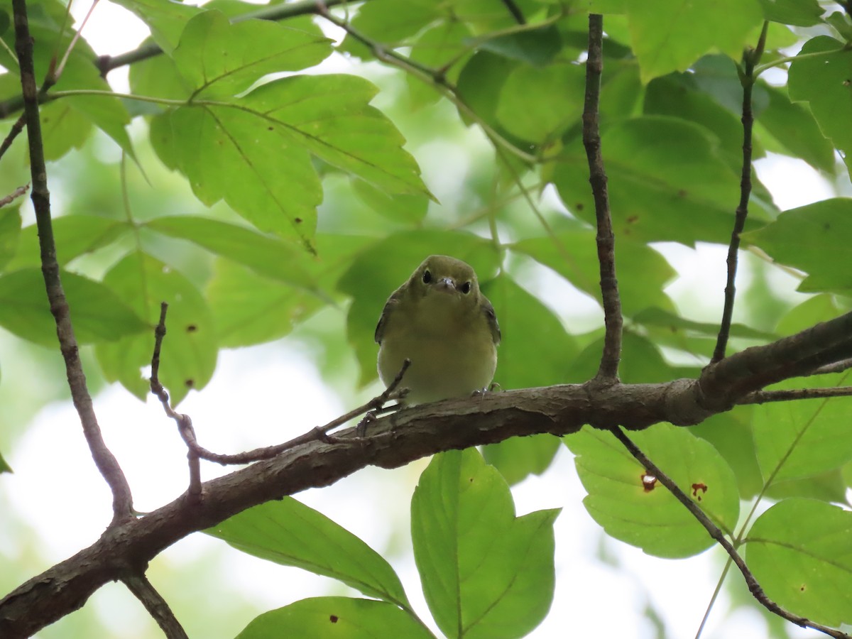 Bay-breasted Warbler - ML641663194