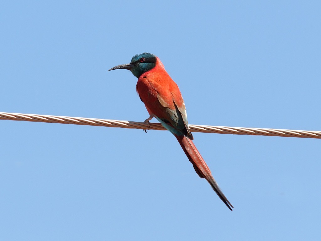 Northern Carmine Bee-eater - ML641663195