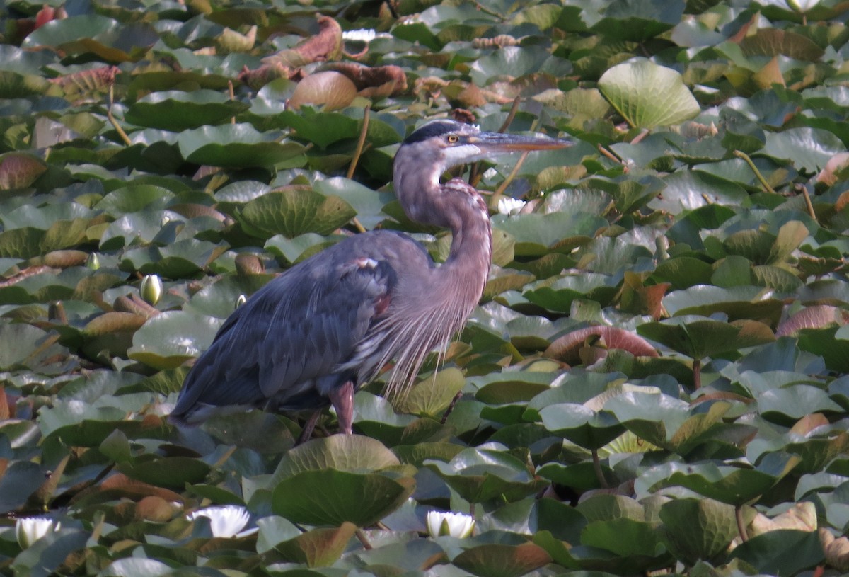 Garza Azulada - ML641663197
