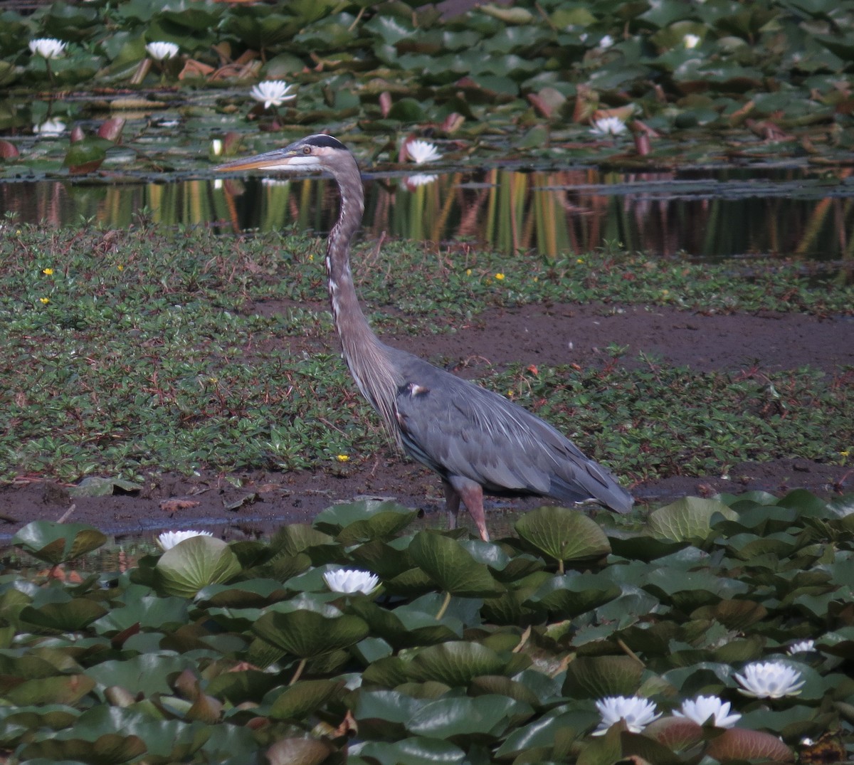 Garza Azulada - ML641663199