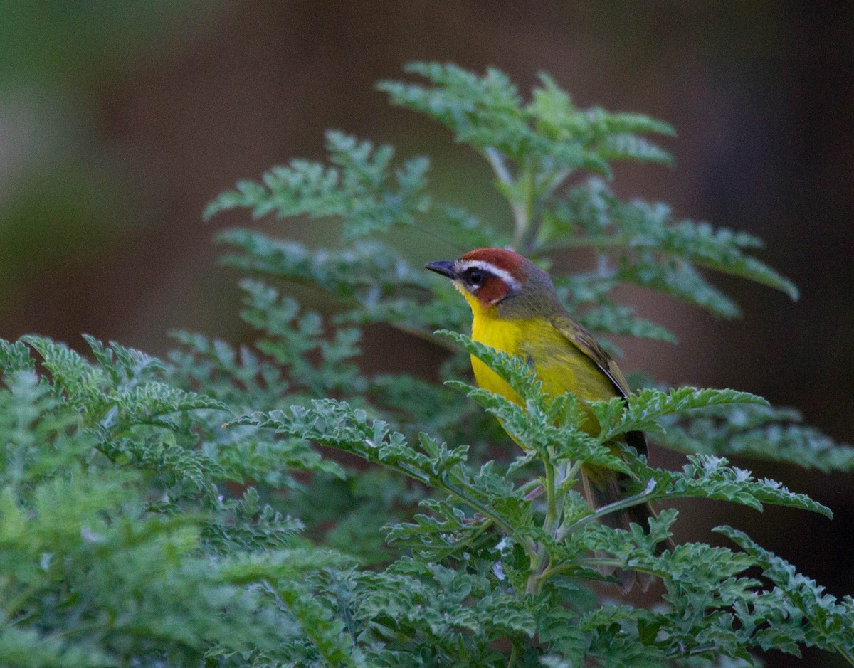 Chestnut-capped Warbler - ML641663200