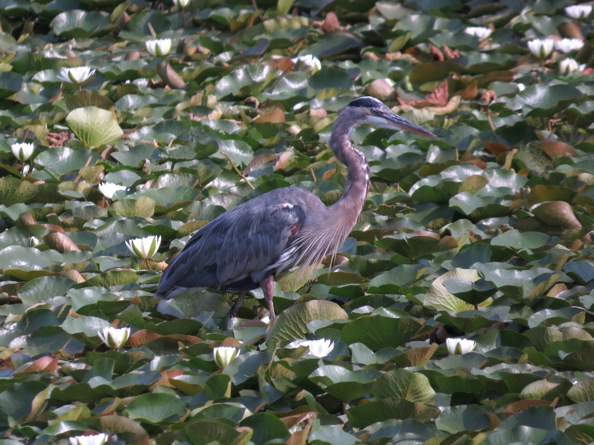 Garza Azulada - ML641663201