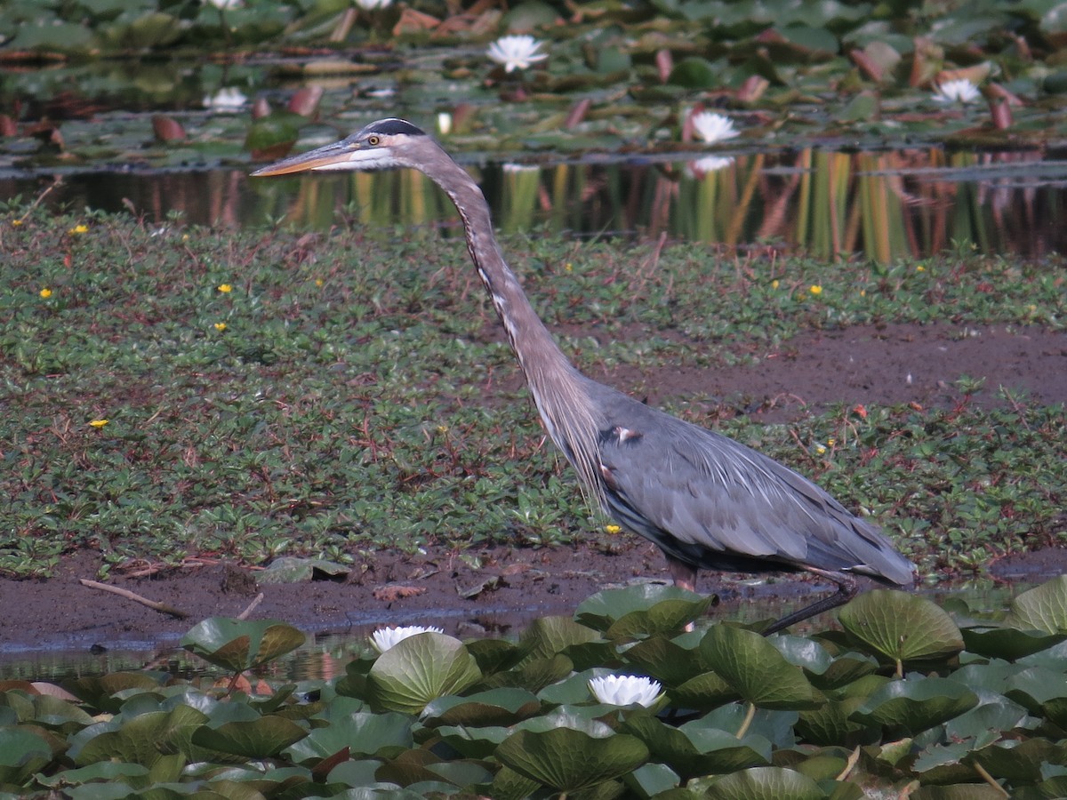 Garza Azulada - ML641663202