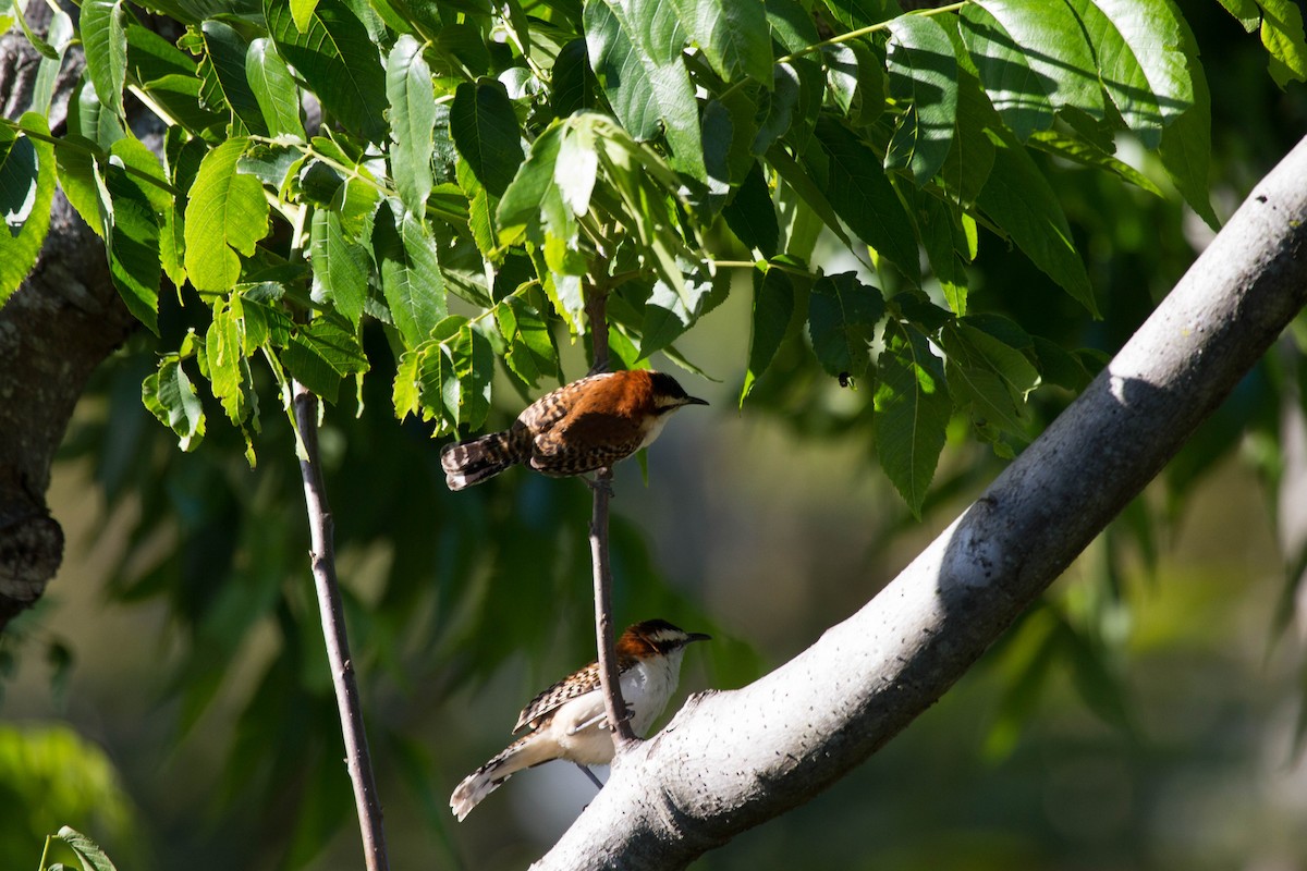 Rufous-backed Wren - ML641663219