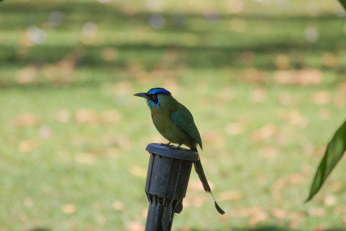 Turquoise-browed Motmot - ML641663234