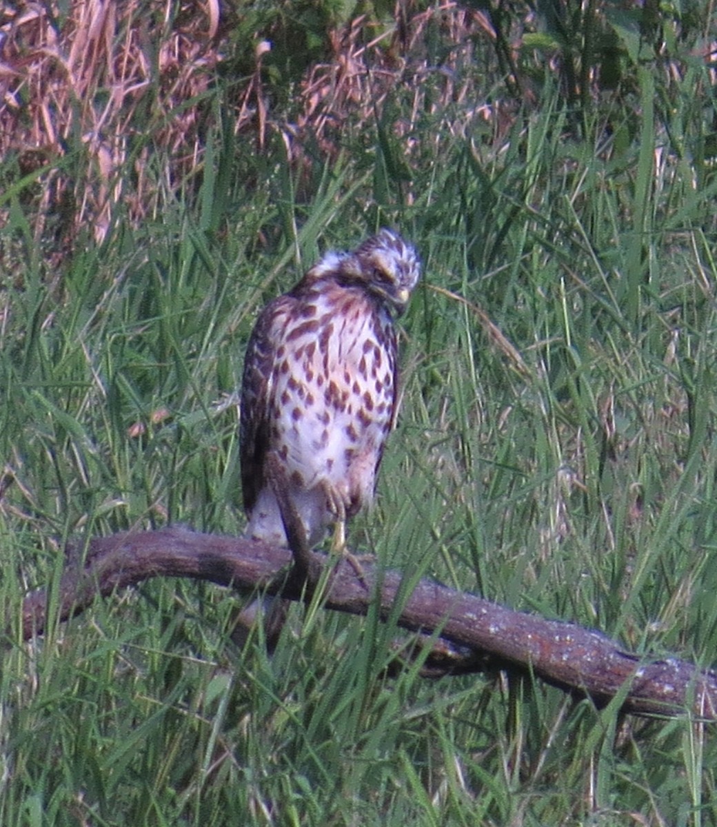 Busardo Pechirrojo - ML641663239