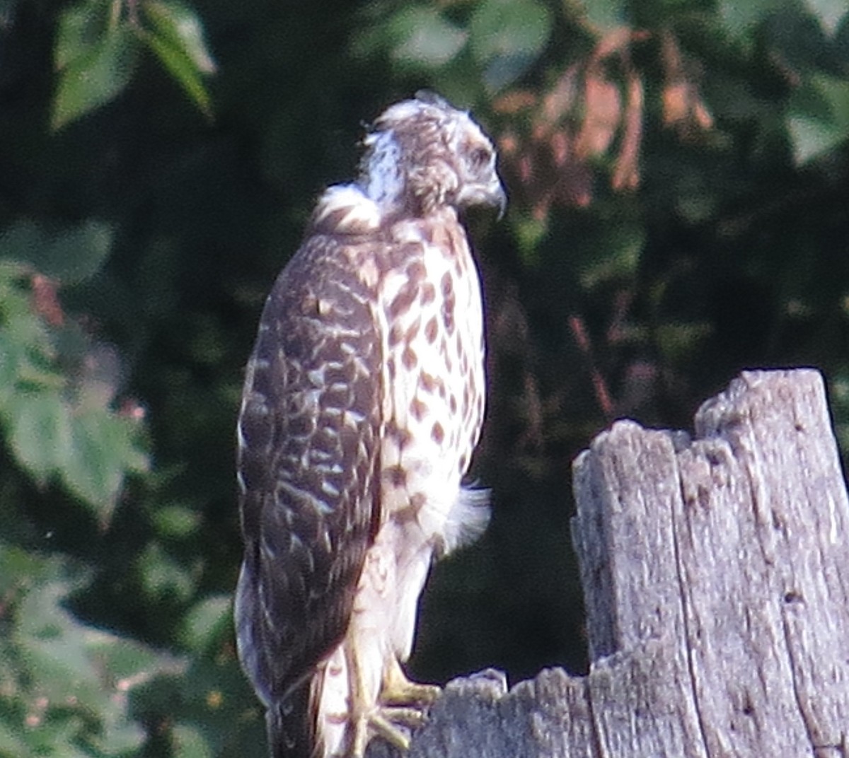 Busardo Pechirrojo - ML641663240